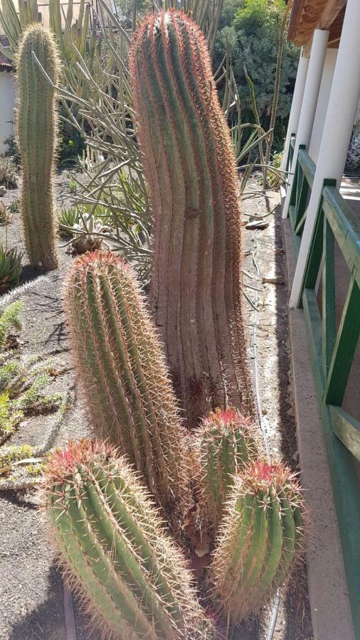 Villa De Cactualdea San Nicolás Exteriér fotografie